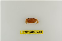 藏品(方形大額蟹)的圖片